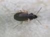 Olisthopus glabricollis